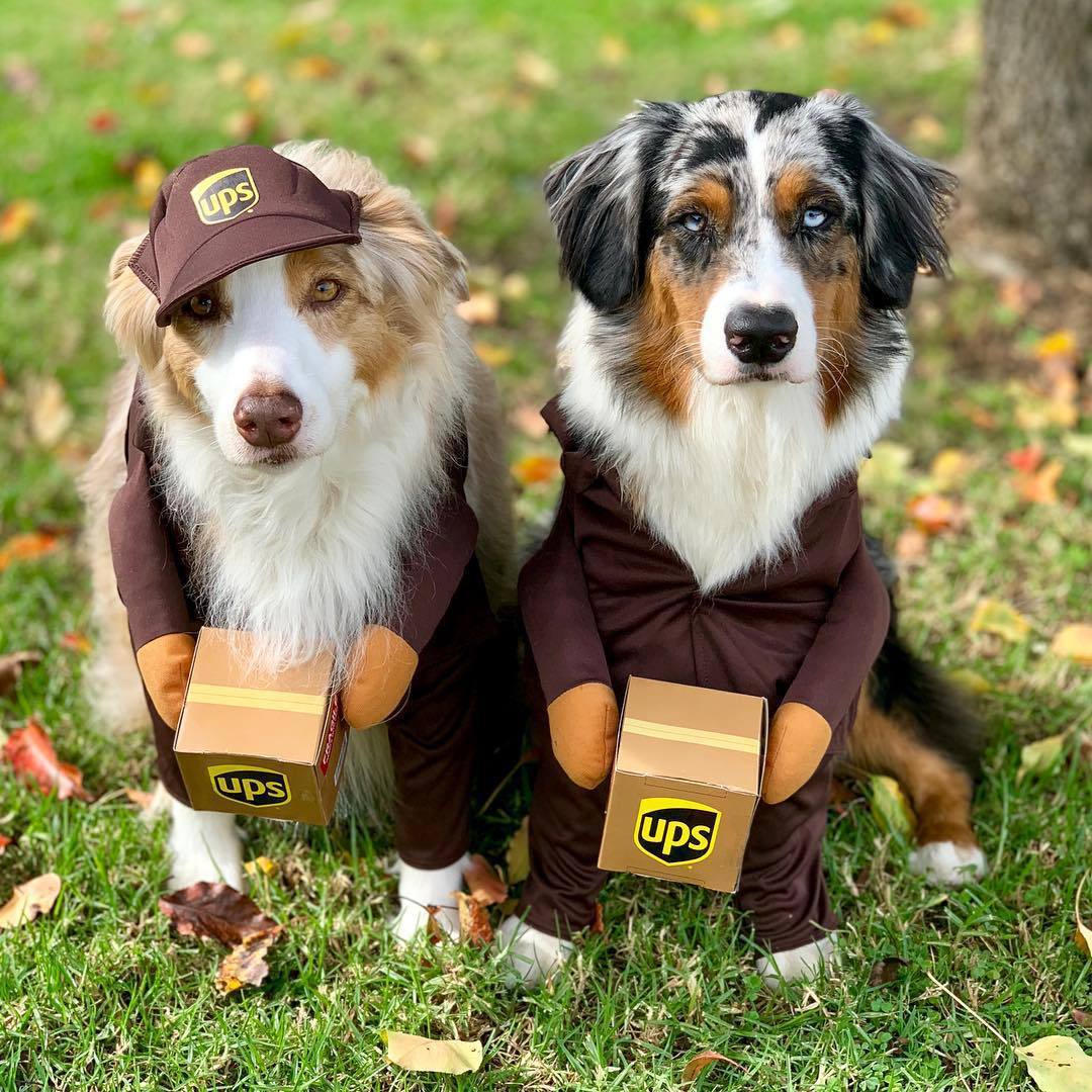 Funny Express Pet Costume