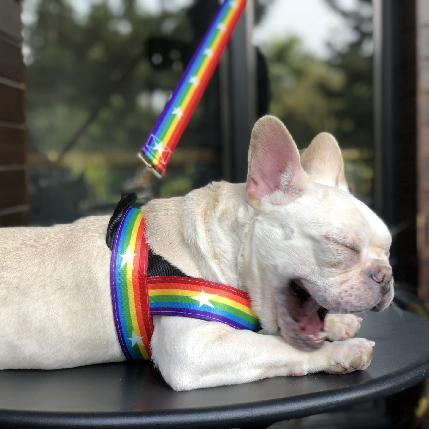 Pride Rainbow Dog Harness & Leash