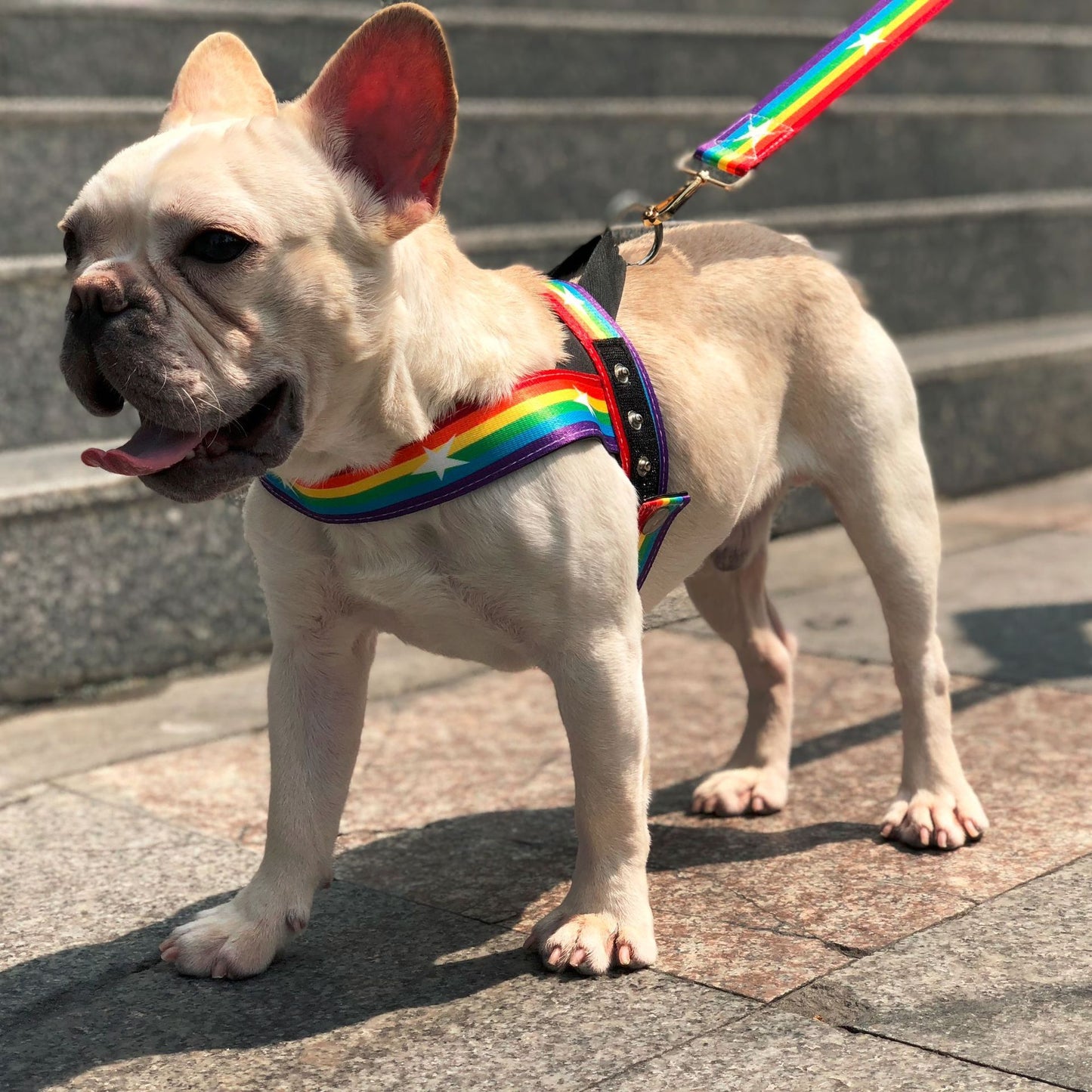 Pride Rainbow Dog Harness & Leash