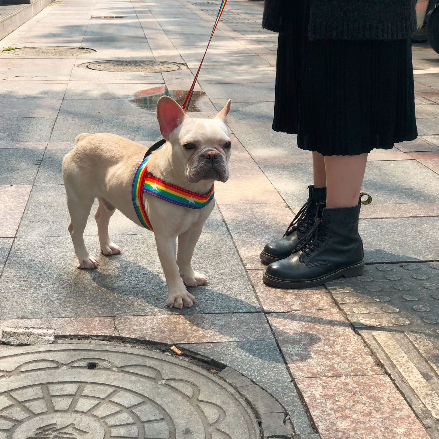 Pride Rainbow Dog Harness & Leash