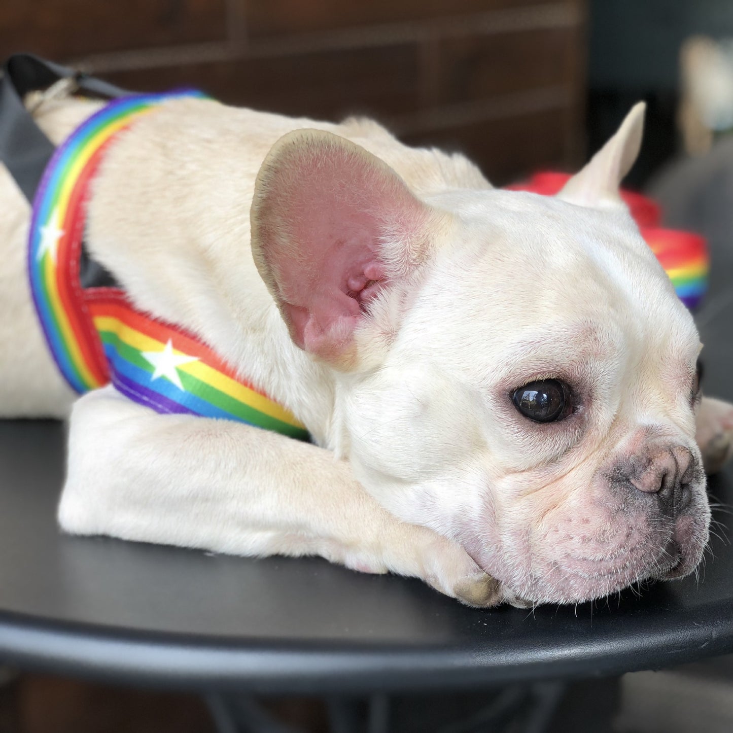 Pride Rainbow Dog Harness & Leash