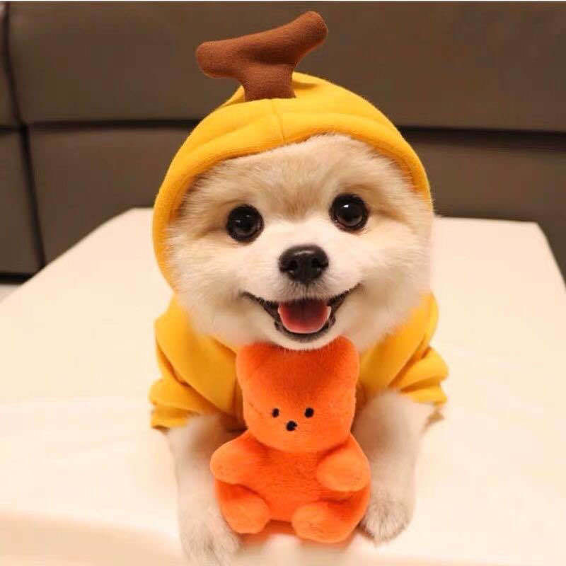 Cute Halloween Dog Sweaters