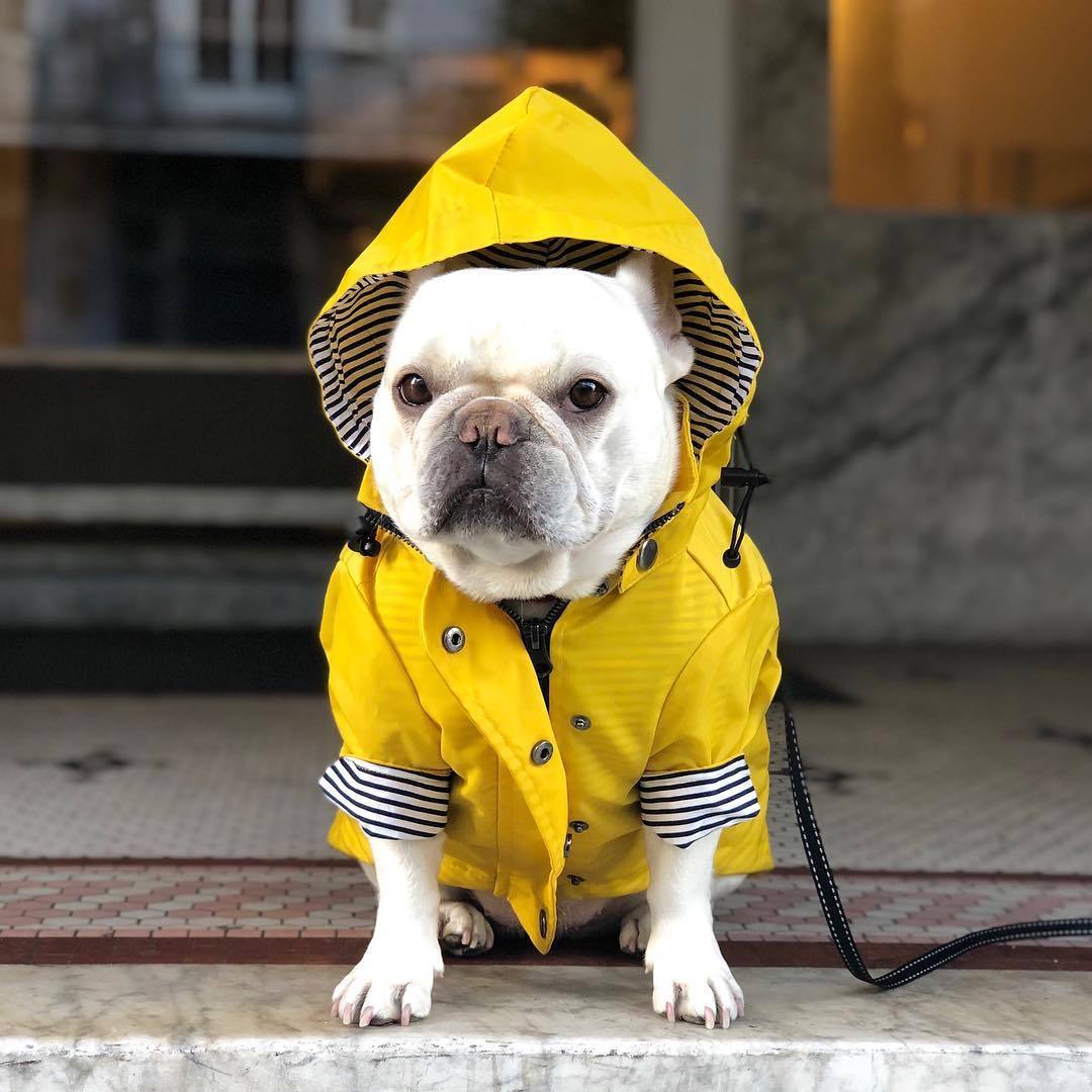 Waterproof Dog Raincoat