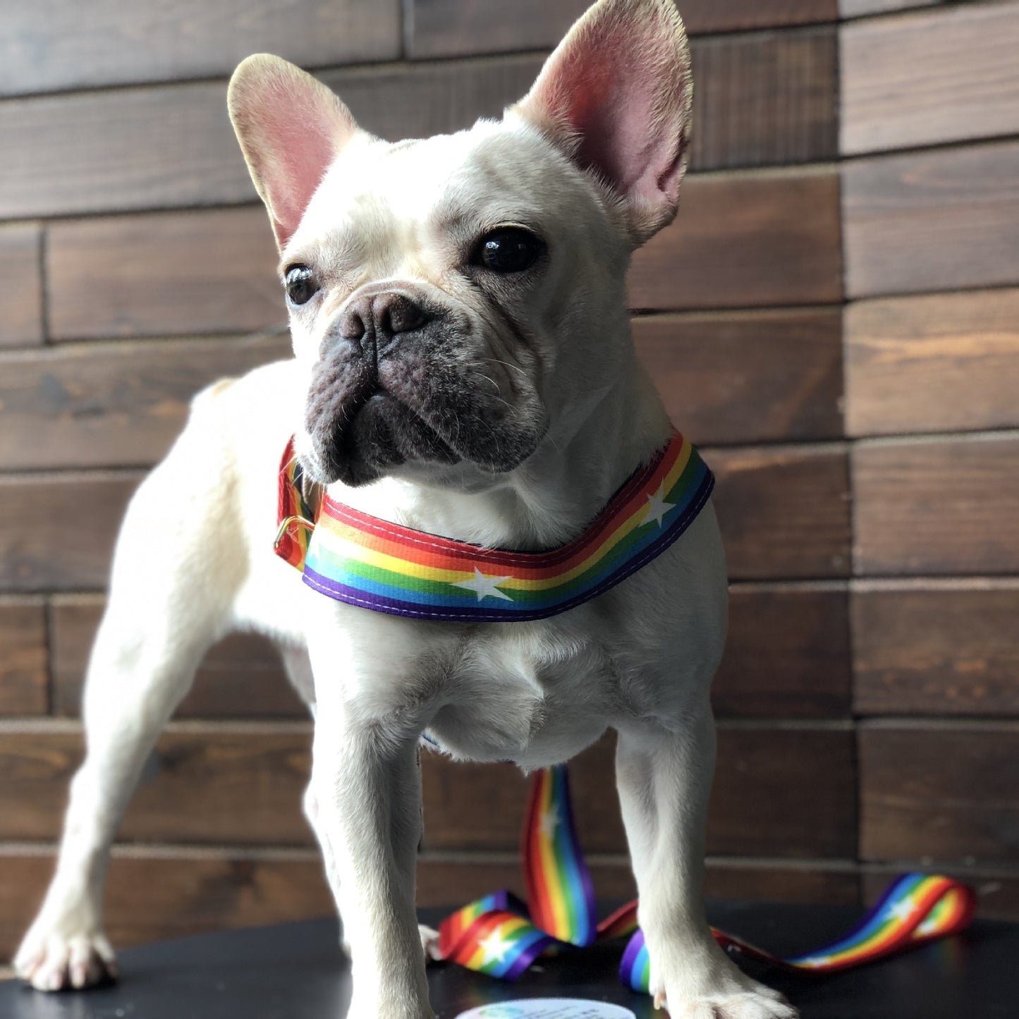 Pride Rainbow Dog Harness & Leash