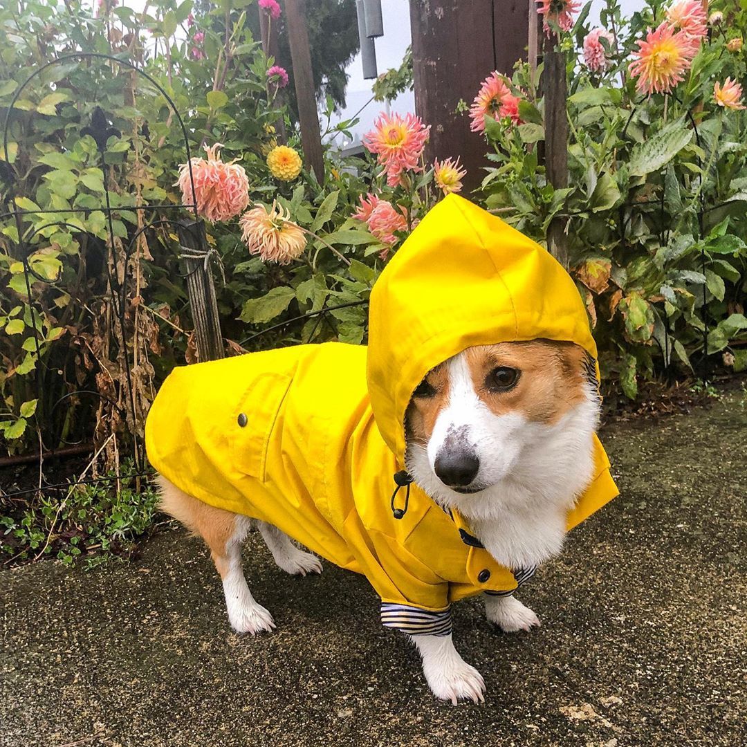 Waterproof Dog Raincoat