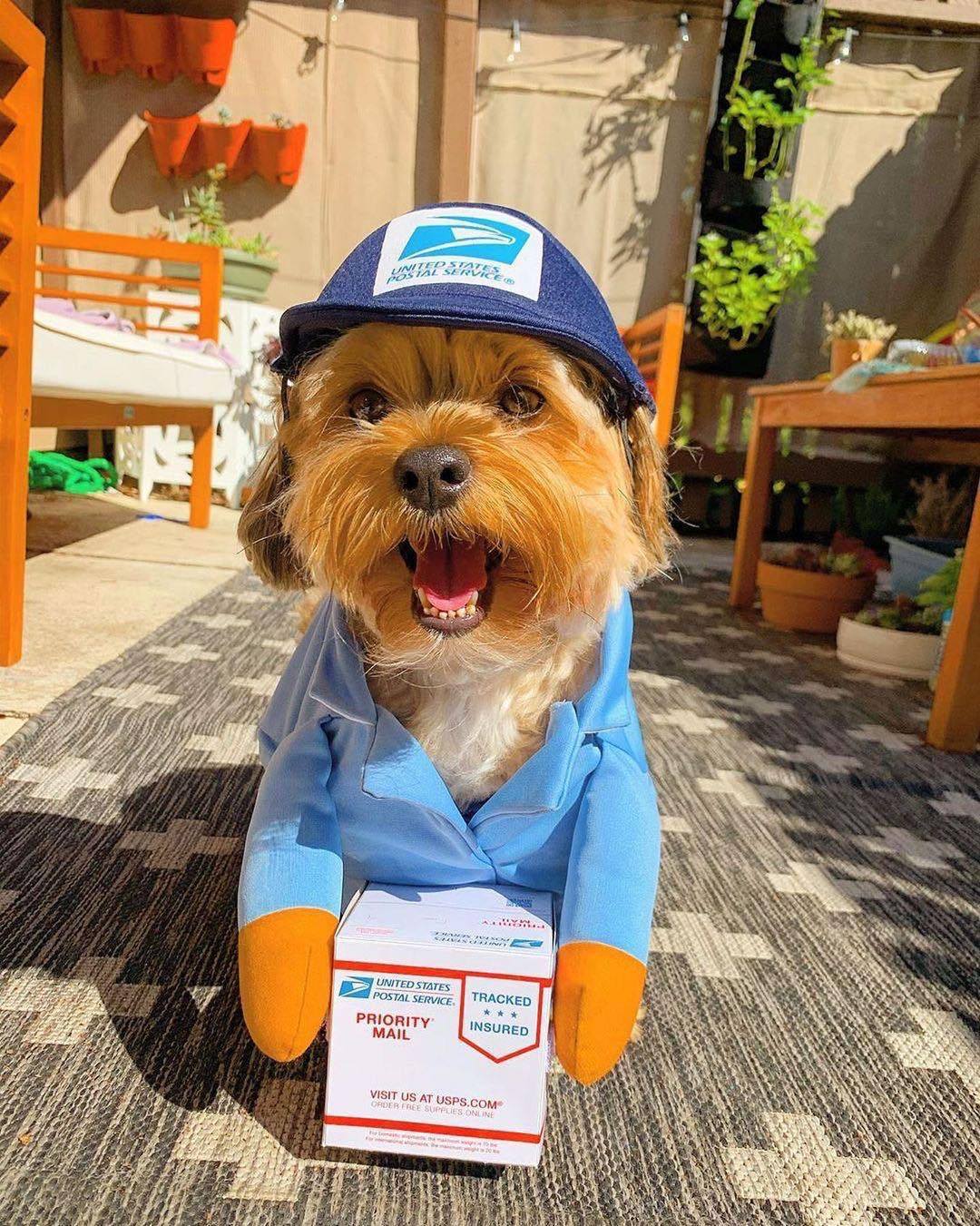 Funny Express Pet Costume