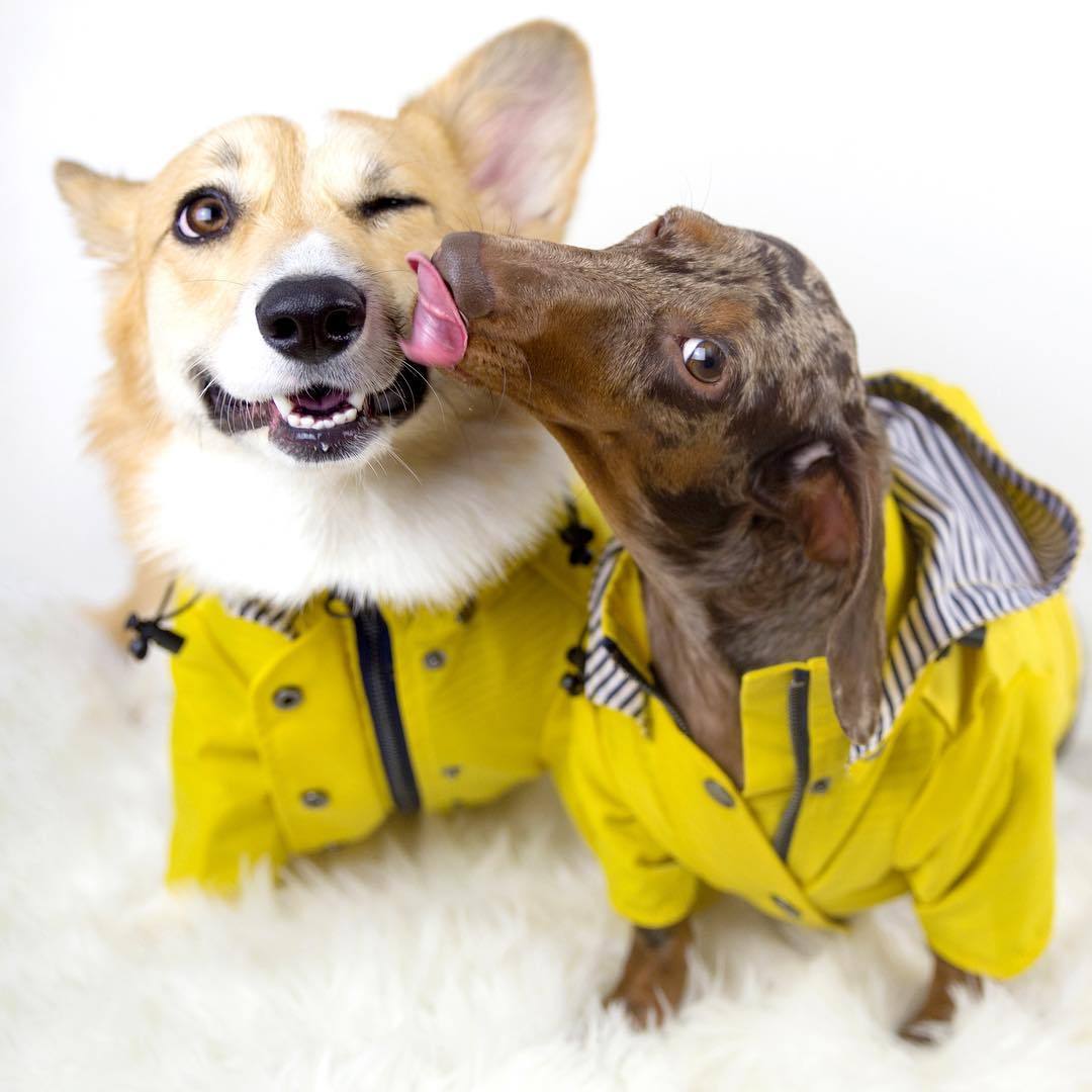 Waterproof Dog Raincoat