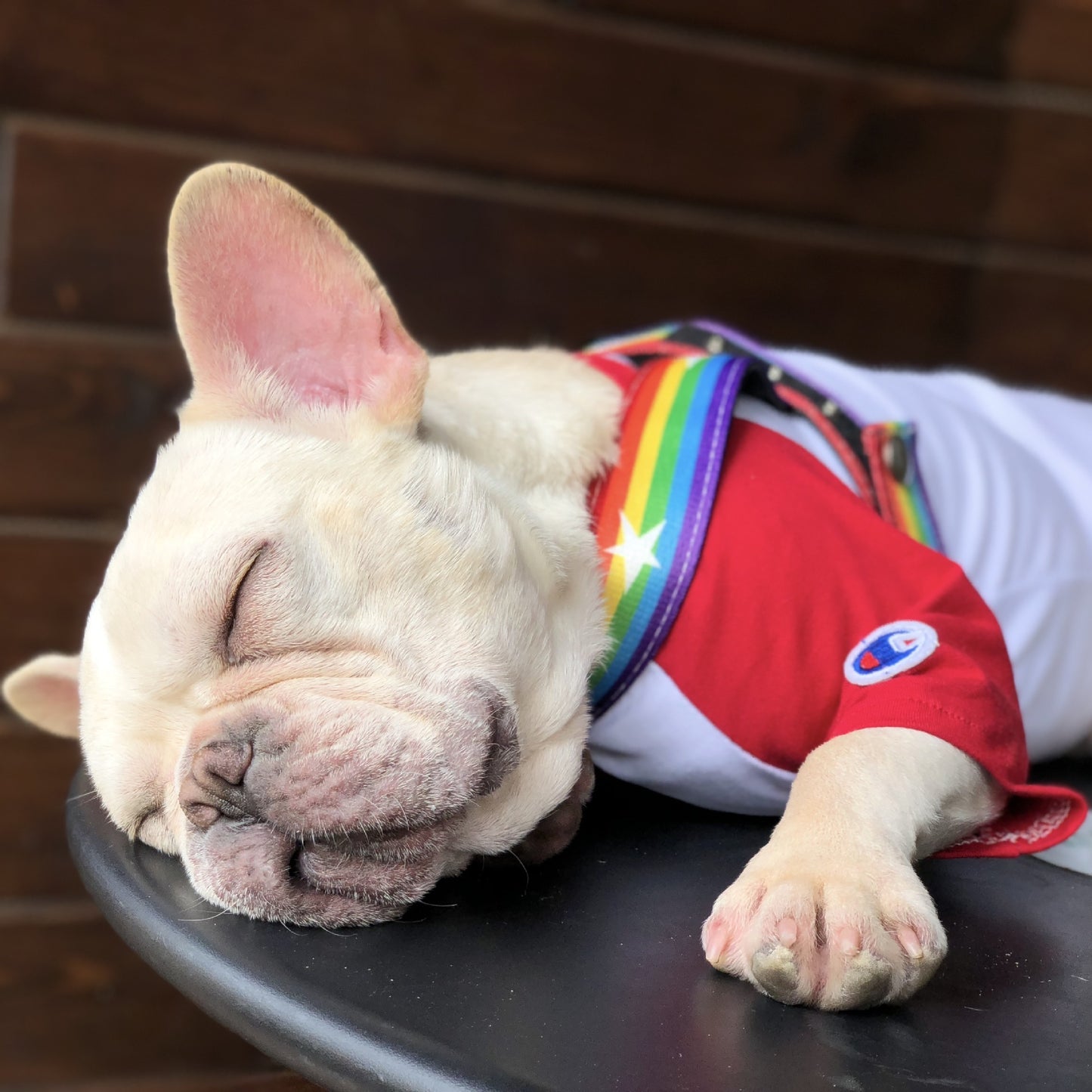 Pride Rainbow Dog Harness & Leash