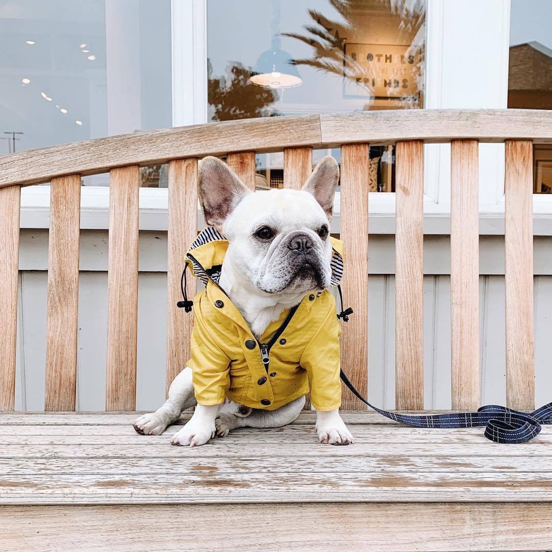 Waterproof Dog Raincoat