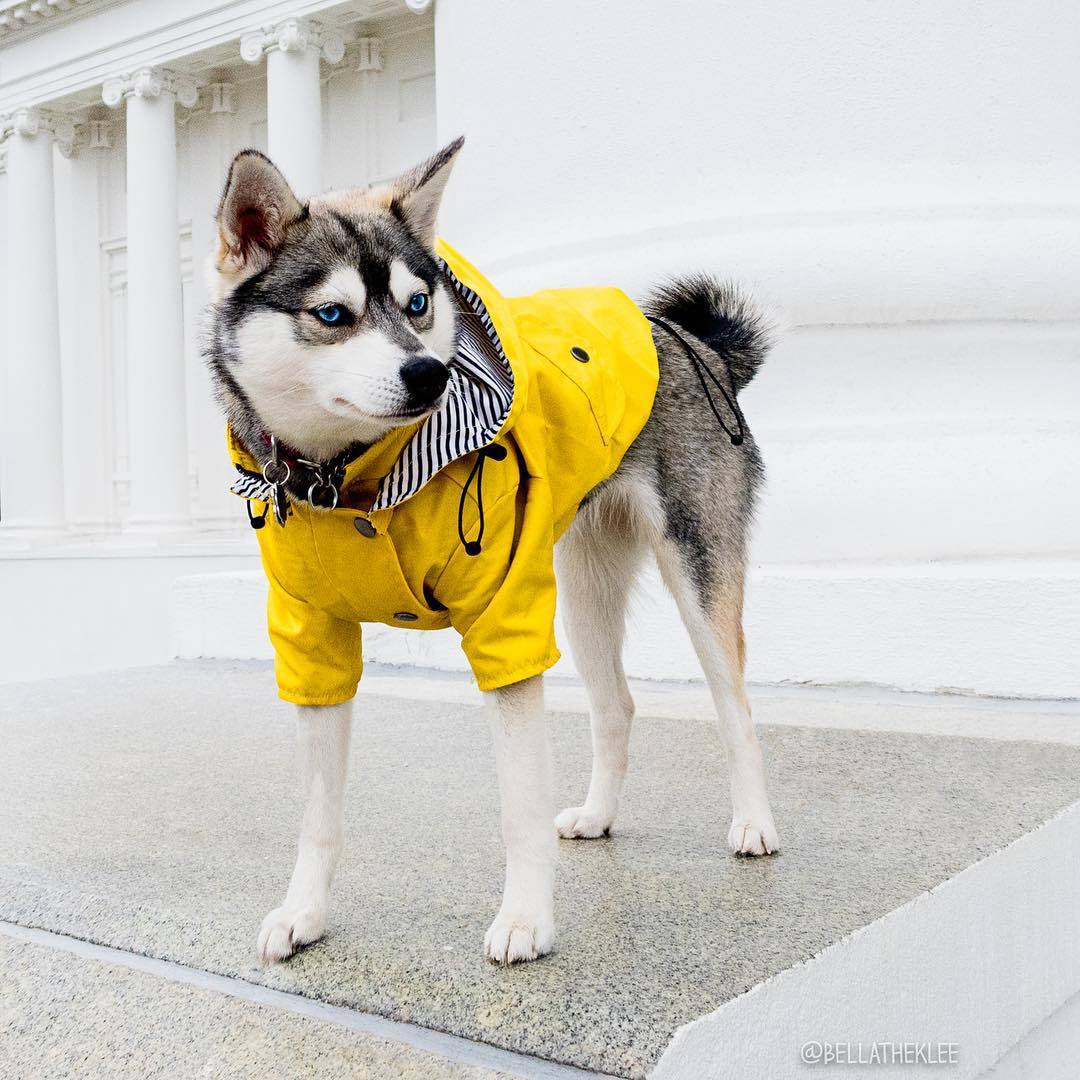 Waterproof Dog Raincoat