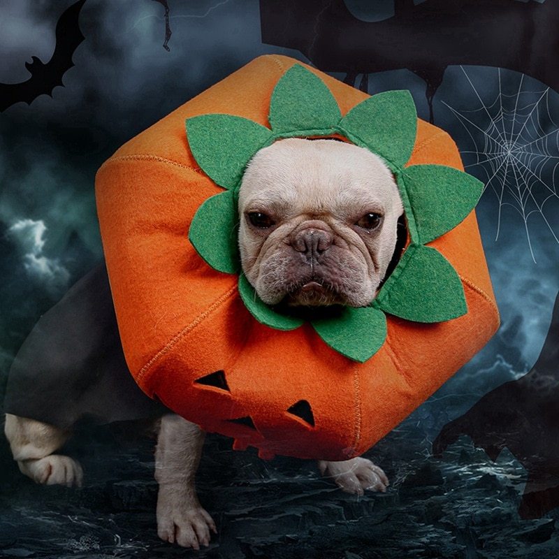 Cute Pumpkin Halloween Pet Collar Costume