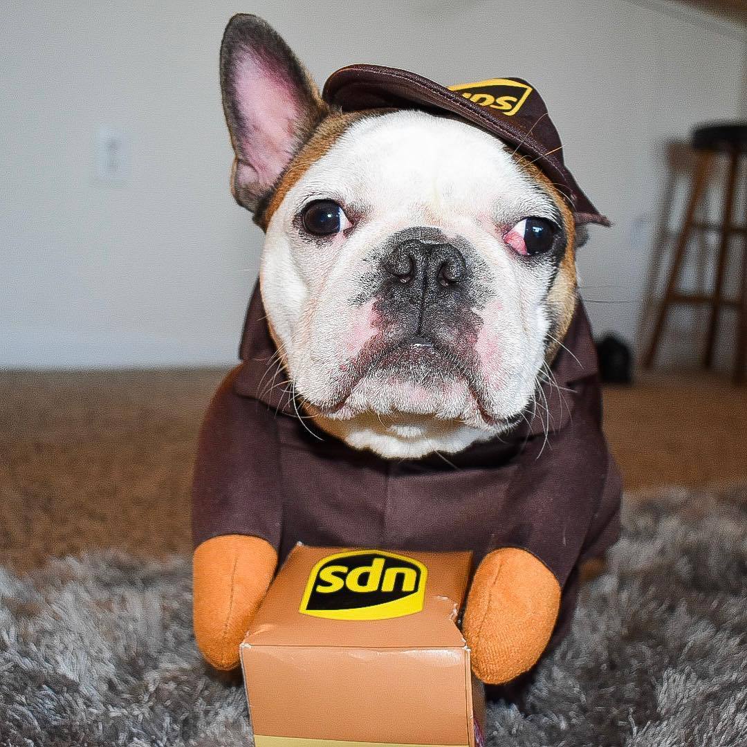 Funny Express Pet Costume