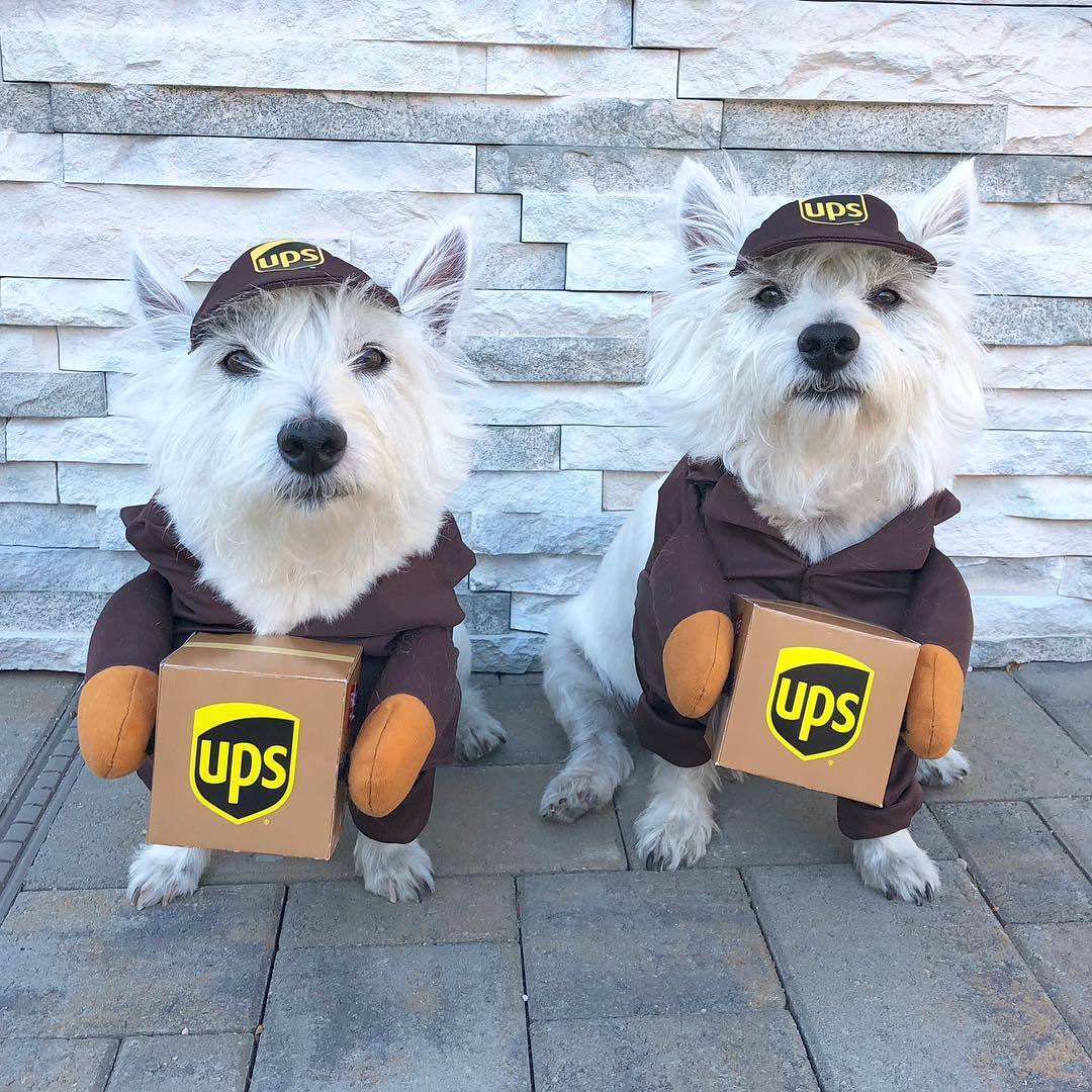 Funny Express Pet Costume